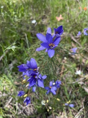 Cheiranthera alternifolia