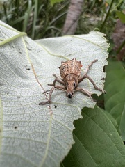 Leptopius nodicollis