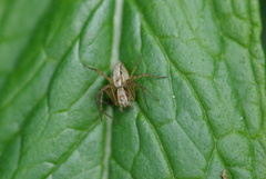 Oxyopes gracilipes