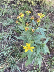 Senecio eremophilus