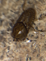 Euoniticellus intermedius