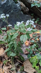 Liriomyza eupatoriella