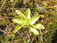 Pinguicula