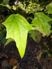 Chenopodiastrum simplex