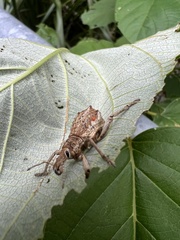 Leptopius nodicollis