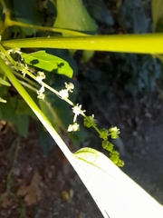 Chenopodiastrum simplex