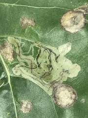 Stigmella