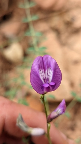 Image of Astragalus zionis by (c) Darrin Gobble, some rights reserved (CC BY)