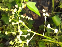 Chenopodiastrum simplex