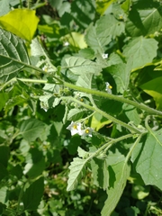 Solanum sarrachoides