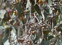 Eucalyptus macrorhyncha