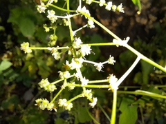 Chenopodiastrum simplex