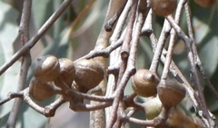 Eucalyptus macrorhyncha