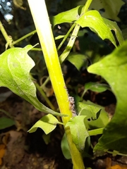 Chenopodiastrum simplex