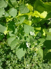Solanum sarrachoides