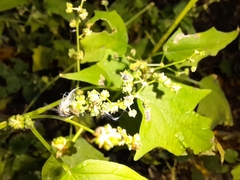 Chenopodiastrum simplex