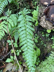 Polystichum andersonii
