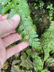 Polystichum andersonii