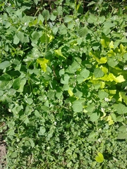 Solanum sarrachoides