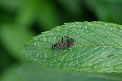 Exaireta spinigera