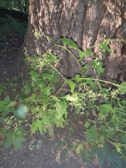 Chenopodiastrum simplex