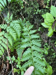Polystichum andersonii