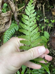 Polystichum andersonii