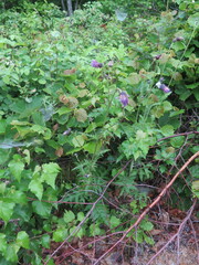 Cirsium schantarense