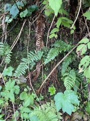Polystichum andersonii