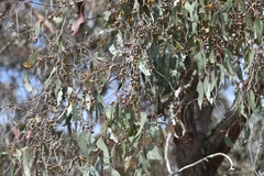 Eucalyptus macrorhyncha