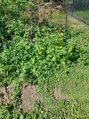 Solanum sarrachoides