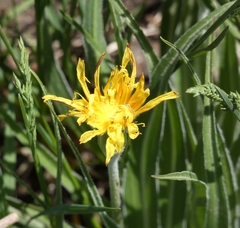 Nothocalais cuspidata