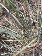 Festuca idahoensis