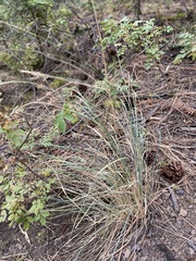 Festuca idahoensis