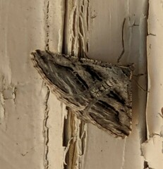 Digrammia continuata