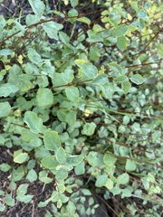 Symphoricarpos rotundifolius