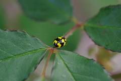 Illeis galbula