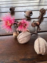 Corymbia ptychocarpa
