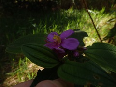 Melastoma