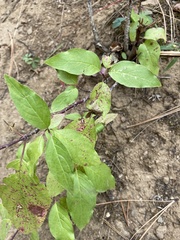 Vaccinium membranaceum