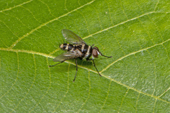 Trigonospila
