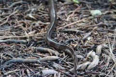 Laticauda crockeri
