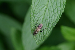 Exaireta spinigera