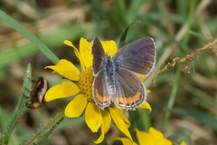 Icaricia lupini texanus
