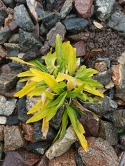 Viola gmeliniana