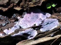 Punctularia atropurpurascens