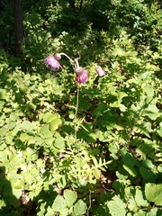 Cirsium schantarense