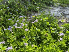 Ageratum maritimum