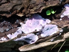 Punctularia atropurpurascens