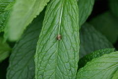 Oxyopes gracilipes